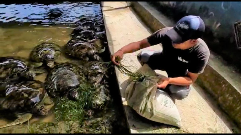 Seaweed waste